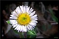 Picture Title - Sliding Rock Flower