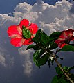Picture Title - Hibiscus on a cloudy day