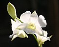 Picture Title - white orchid