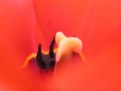Picture Title - Red Tulip