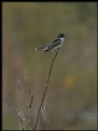 Picture Title - Eastern Kingbird