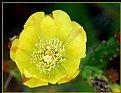 Picture Title - Yellow Cactus Bloom