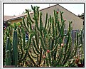 Picture Title - Jerrad's Cactus