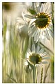 Picture Title - Evening Daisys