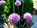 Picture Title - Leona's Chives