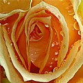 Picture Title - wet rose