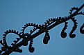Picture Title - Fern Fronds