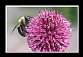 Picture Title - Bumblebee on Flower