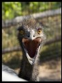 Picture Title - Ebullient Emu