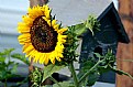 Picture Title - Sunflower Station