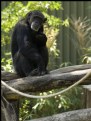 Picture Title - Contemplative Chimp