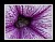 Wet Violet Flower Veins