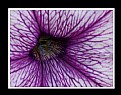 Picture Title - Wet Violet Flower Veins