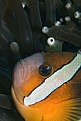 Picture Title - clown fish-3