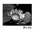 Picture Title - Blue Lily in BW