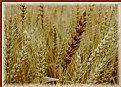 Picture Title - Postcard from the wheat field