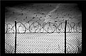 Picture Title - freedom & captivity