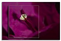 Picture Title - Bouganvillea bloom