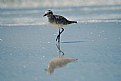 Picture Title - Sanderling