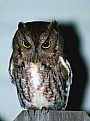 Picture Title - Eastern Screech-Owl