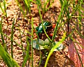 Picture Title - beetle in grass