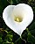 Calla heart