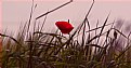Picture Title - Poppy Grass