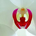 Picture Title - orchid secrets