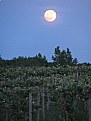 Picture Title - moon over vineyards