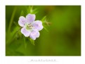 Picture Title - Wildflower