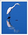 Picture Title - Bowing Egret