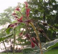 Picture Title - Geranium in rain