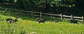 Picture Title - Wild boars in run