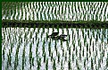 Picture Title - Postcard from the rice paddy