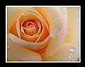 Picture Title - Peach Rose with Raindrops