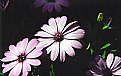 Picture Title - Osteospermum