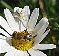 Picture Title - Danger in the Flowers