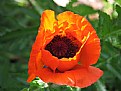 Picture Title - poppy