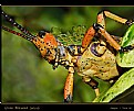 Picture Title - Green Milkweed Locust