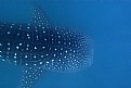 Picture Title - whale shark