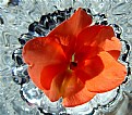 Picture Title - flower on crystal