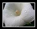 Picture Title - White Flower with Raindrops