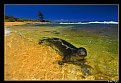 Picture Title - Swimming Monk