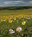 Picture Title - Buttercups and daisies