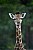 Portrait of a Giraffe calf