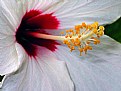 Picture Title - hibiscus