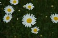 Picture Title - Daisies