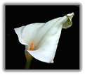 Picture Title - Aarum Lily