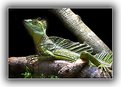 Picture Title - Basilisk Lizard