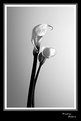 Picture Title - Calla